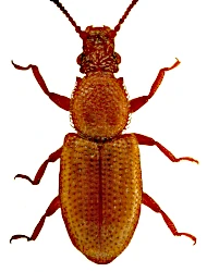 Monotoma spinicollis (Aubé, 1837)