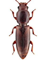Rhizophagus (Rhizophagus) brancsiki (Reitter, 1905)