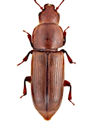 Rhizophagus (Eurhizophagus) grandis (Gyllenhal, 1827)