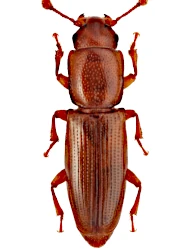 Rhizophagus (Rhizophagus) perforatus (Erichson, 1845)