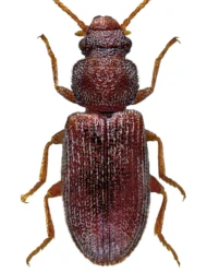 Berginus tamarisci (Wollaston, 1854)