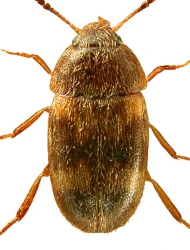 Litargus (Alitargus) balteatus (LeConte, 1856)