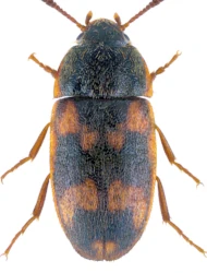 Litargus (Litargus) connexus (Geoffroy, 1785)