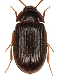 Mycetophagus (Mycetophagus) ater (Reitter, 1879)