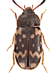 Mycetophagus (Ulolendus) atomarius (Fabricius, 1787)