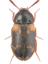 Mycetophagus (Ulolendus) decempunctatus decempunctatus (Fabricius, 1801)