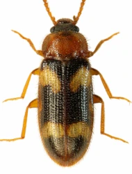 Mycetophagus (Mycetoxides) fulvicollis (Fabricius, 1792)