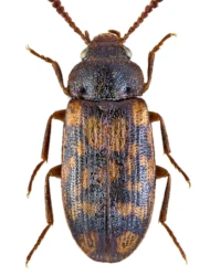 Mycetophagus (Ilendus) multipunctatus (Fabricius, 1792)