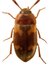 Mycetophagus (Ulolendus) piceus (Fabricius, 1777)