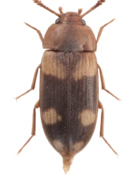 Mycetophagus (Philomyces) populi (Fabricius, 1798)