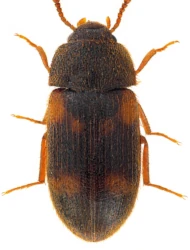 Mycetophagus (Parilendus) quadriguttatus (P.W.J. Müller, 1821)