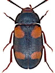 Mycetophagus (Mycetophagus) quadripustulatus (Linnaeus, 1760)