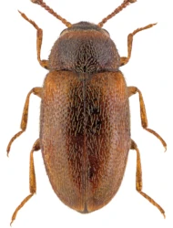 Pseudotriphyllus suturalis (Fabricius, 1801)