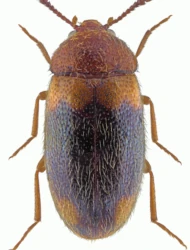 Triphyllus bicolor (Fabricius, 1777)