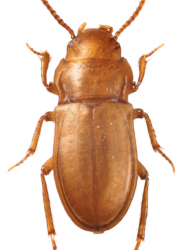 Phreatodytes archaeicus (Palaearctic)
