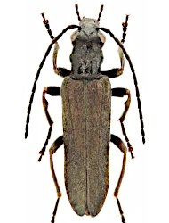 Anogcodes fulvicollis (Scopoli, 1763)
