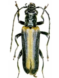 Anogcodes melanurus (Fabricius, 1787)