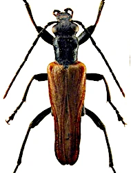 Anogcodes ustulatus (Scopoli, 1763)