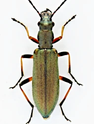 Chrysanthia geniculata geniculata (W.L.E. Schmidt, 1846)