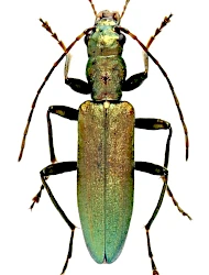 Chrysanthia viridissima (Linnaeus, 1758)