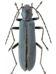 Ischnomera cinerascens cinerascens (Pandellé, 1867)