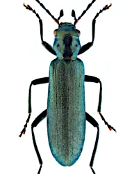 Ischnomera cyanea (Fabricius, 1792)