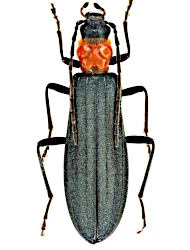 Ischnomera sanguinicollis (Fabricius, 1787)