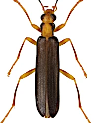 Nacerdes (Xanthochroa) carniolica carniolica (Gistel, 1834)