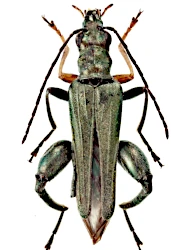Oedemera (Oedemera) flavipes (Fabricius, 1792)