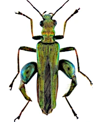 Oedemera (Oedemera) nobilis (Scopoli, 1763)