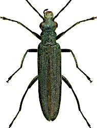 Oedemera (Oedemera) subrobusta (Nakane, 1954)
