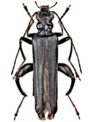 Oedemera (Oedemera) tristis (W.L.E. Schmidt, 1846)
