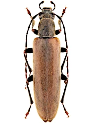 Sparedrus testaceus (Andersch, 1797)