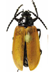Aulacoscelis nahuatl