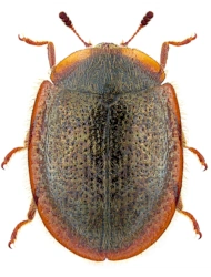 Thymalus limbatus (Fabricius, 1787), 5 - 7 mm