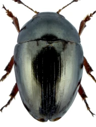 Olibrus aeneus (Fabricius, 1792)