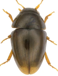 Olibrus affinis (Sturm, 1807)