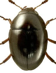 Olibrus baudueri (Flach, 1888)