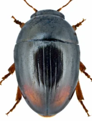 Olibrus bimaculatus (Küster, 1848)