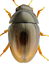 Olibrus liquidus (Erichson, 1845)