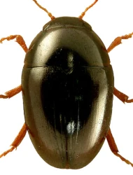 Olibrus norvegicus (Munster, 1901)
