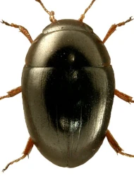 Olibrus pygmaeus (Sturm, 1807)