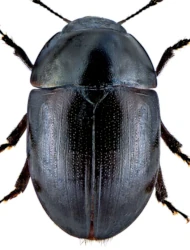 Phalacrus caricis (Sturm, 1807)