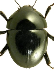 Phalacrus grossus (Erichson, 1845)