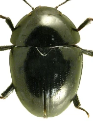 Phalacrus substriatus (Gyllenhal, 1813)