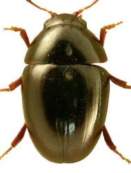 Stilbus atomarius (Linnaeus, 1767)