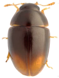 Stilbus oblongus (Erichson, 1845)