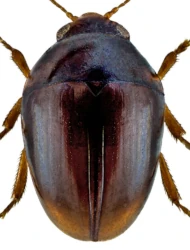 Stilbus testaceus (Panzer, 1797)