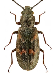 Phloeostichus denticollis (W. Redtenbacher, 1842), 3,5 - 4,5 mm