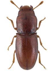 Aglenus brunneus (Gyllenhal, 1813)